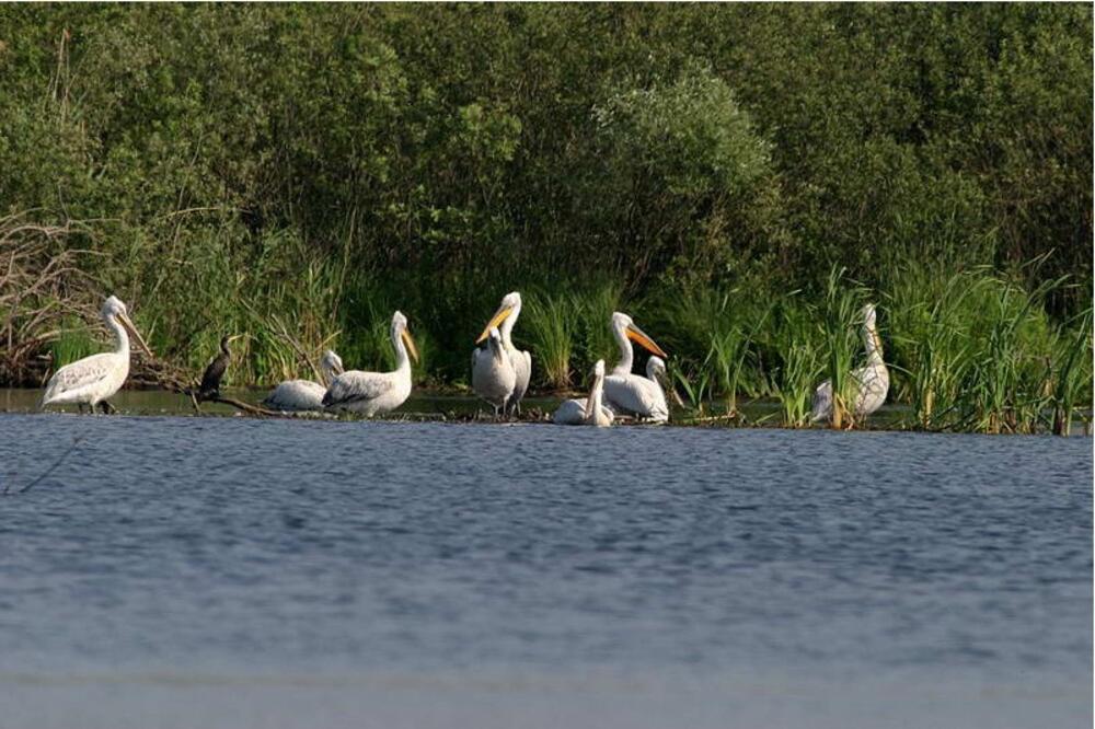 Skadarsko jezero, Pelikani, Foto: Nparkovi.me