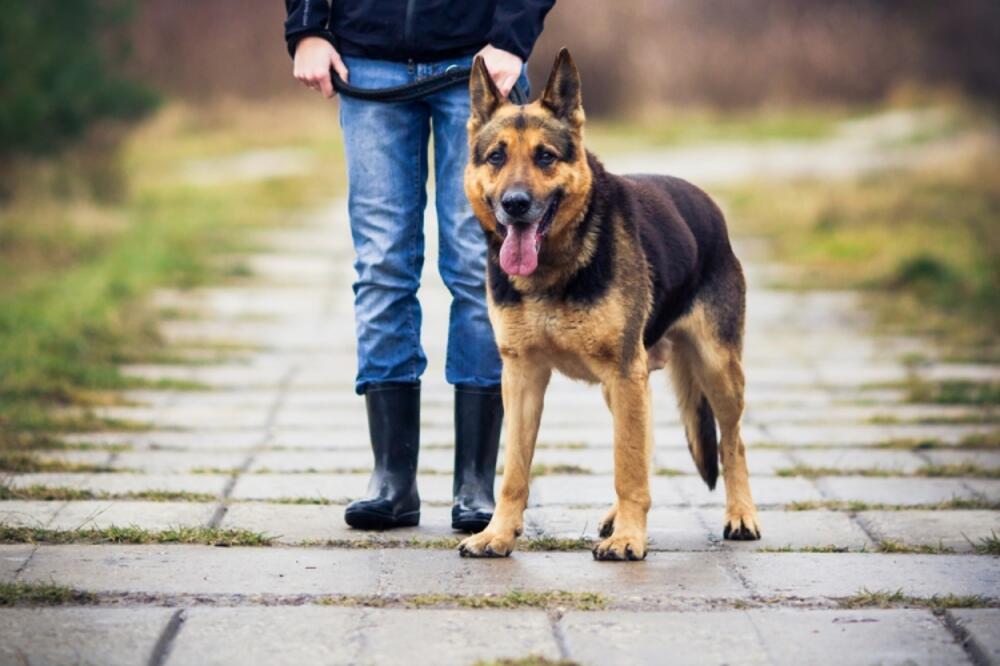 Njemački ovčar, Foto: Shutterstock