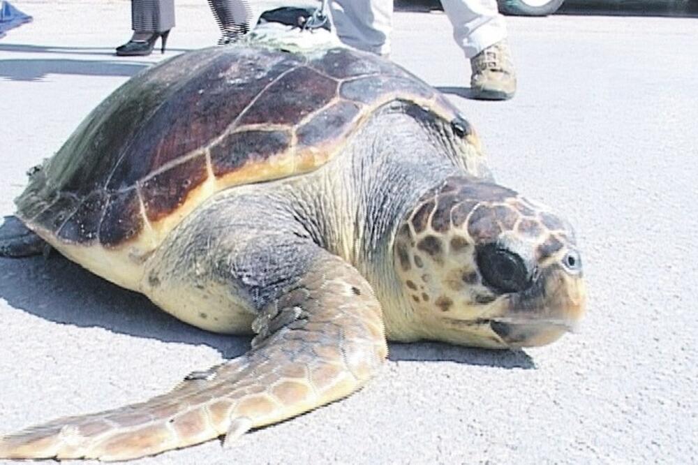 kornjača, Foto: Samir Adrović