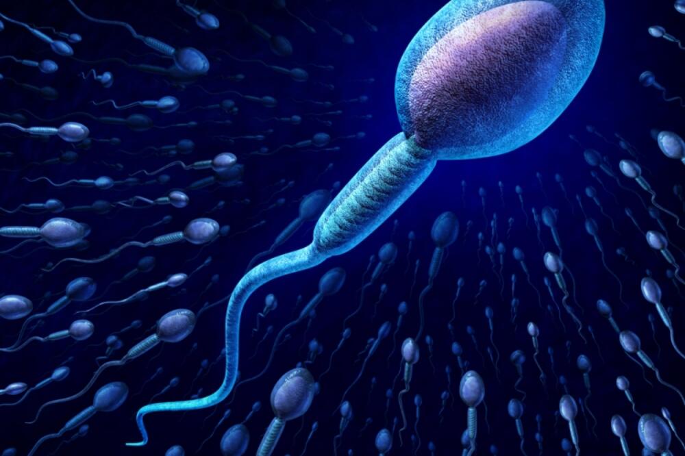 spermatozoid, Foto: Shutterstock