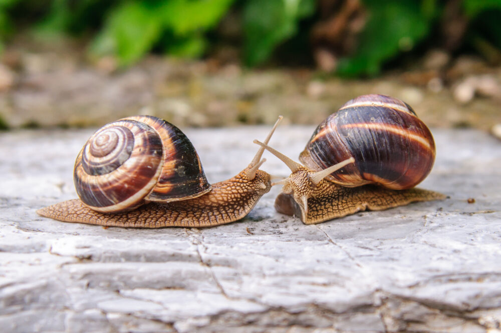 puž, Foto: Shutterstock
