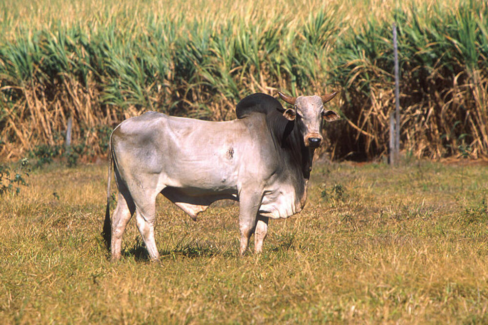 Zebu, cattle, Photo: Wikipedia