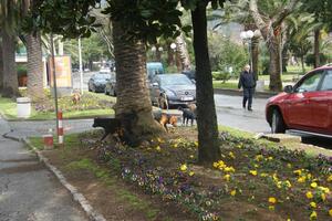 Uhvaćen pas lutalica koji je ujeo djevojčicu, komunalci: Dovode...