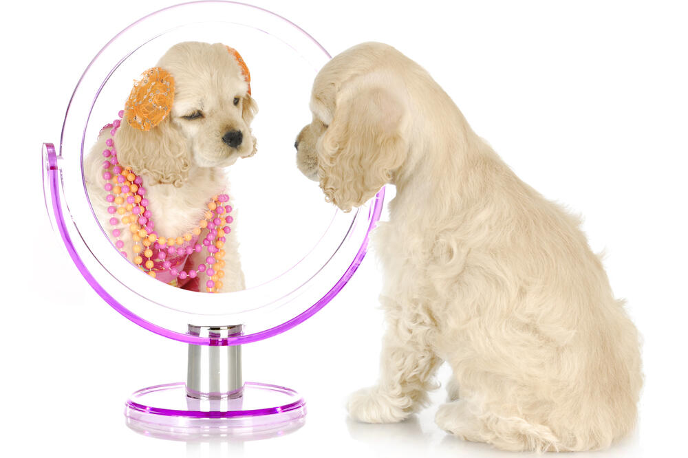 pas, ogledalo, Foto: Shutterstock
