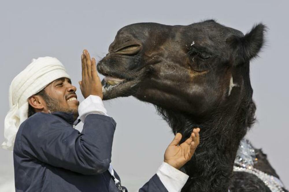 Čovjek i kamila, Foto: Beta/AP