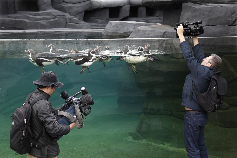Zoološki vrt Pariz, Foto: Reuters