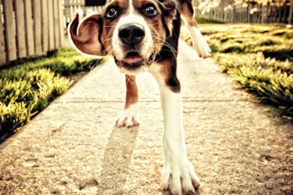 pas, Foto: Pinterest