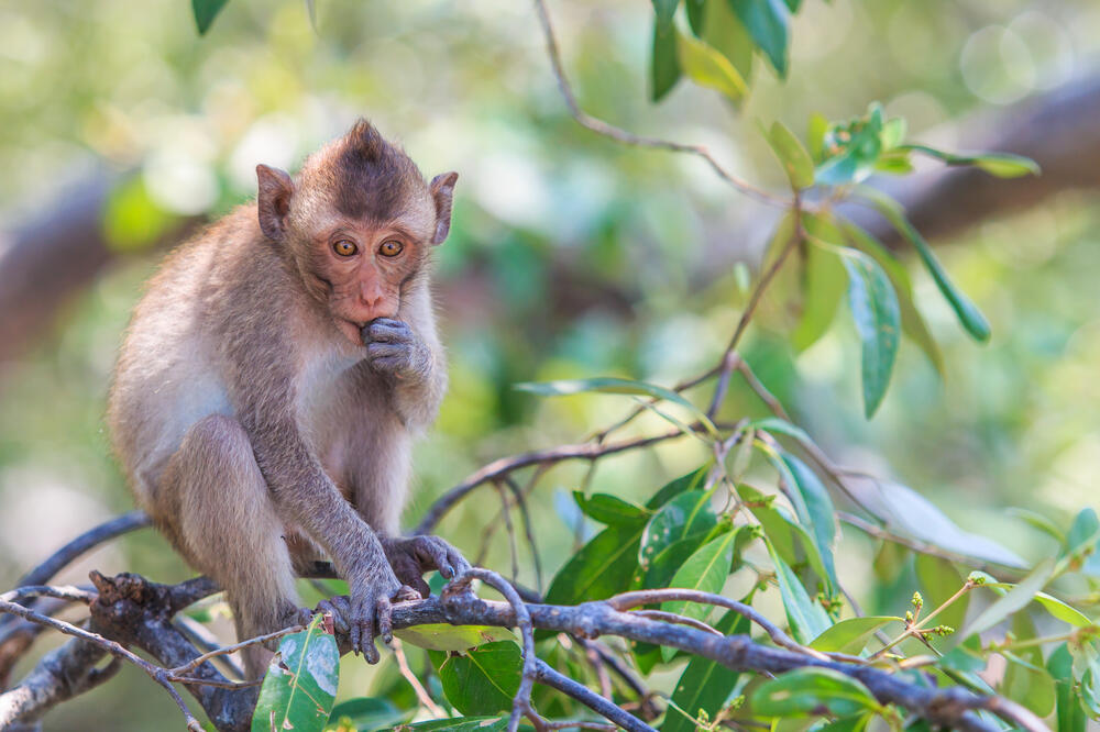 Makaki majmun, Foto: Shutterstock