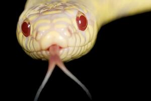 Invazija zmija na Kanarskim ostrvima: Prijete da istrijebe...