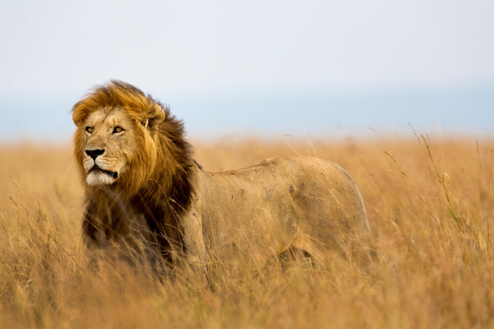 lav, kralj životinja, Foto: Shutterstock