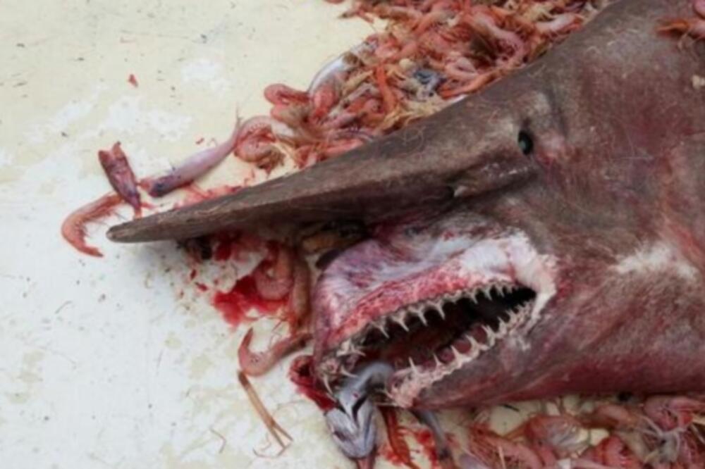 čudovište, Karl Mur, Foto: Twitter/Karl Mur