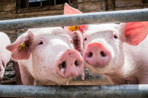 Francuska zabranjuje uvoz prasića iz SAD, Kanade i Meksika
