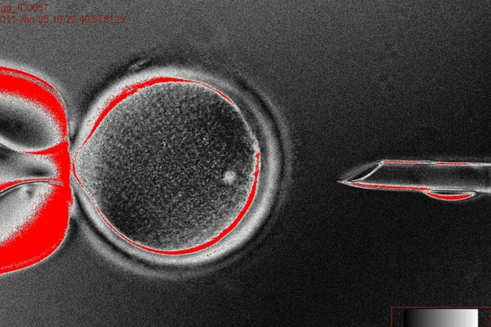 Matične ćelije, Foto: University of oregon