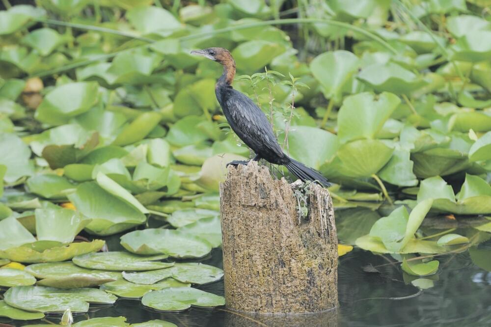 Skadarsko jezero, Foto: Savo Prelević