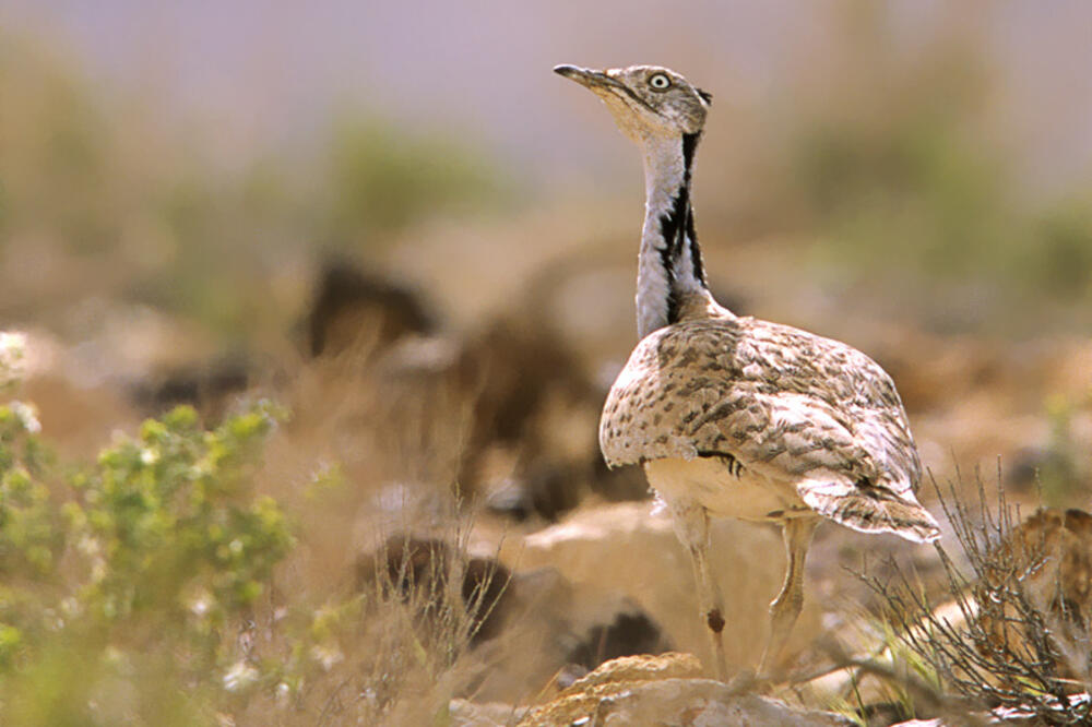 Barska ptica, Foto: Treknature.com