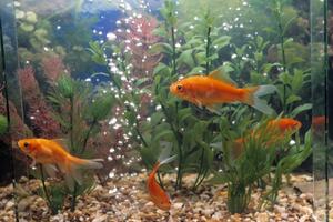 Kazna Britancu jer je progutao živu ribicu iz akvarijuma