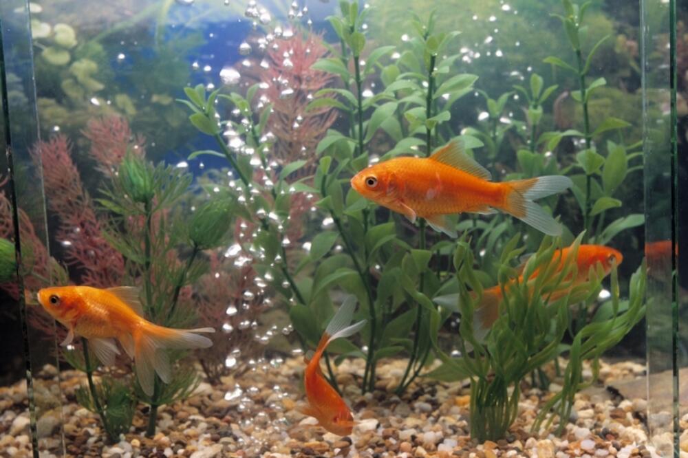 akvarijum, Foto: Shutterstock