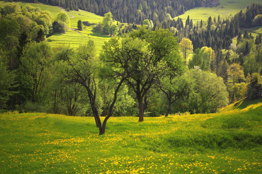 zoom zoom, priroda, livada, Foto: Shutterstock