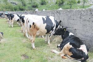 Manje domaćeg kravljeg mlijeka nego u januaru  za oko 140.000