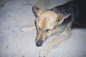 Sumnjiče ga da je  silovao psa