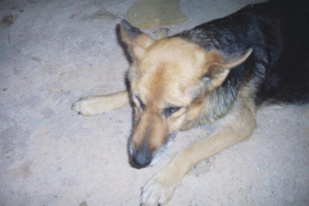 Vučjak Bela, Foto: Privatna arhiva