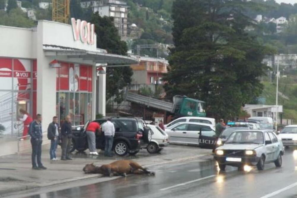 konj Sutomore, Foto: CdM