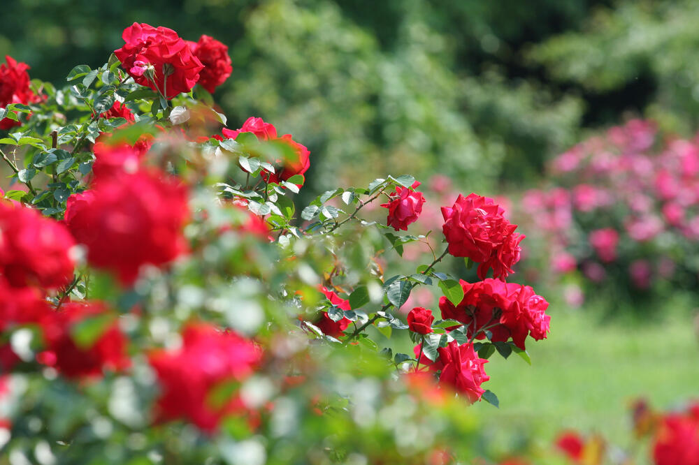 ruže, Foto: Shutterstock