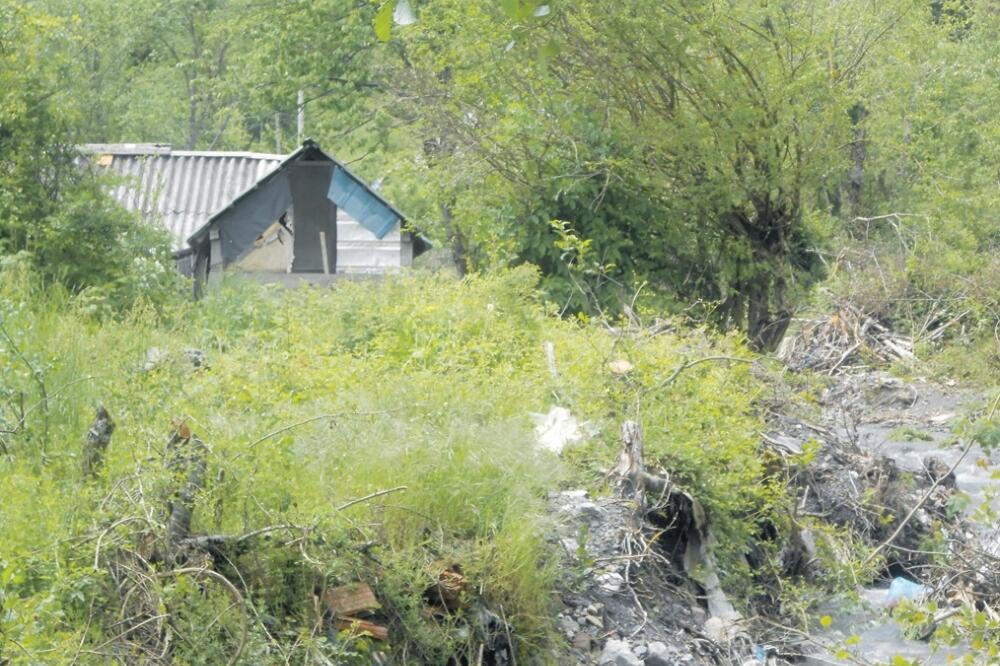 Drijenak. Kolašin, Foto: Dragana Šćepanović