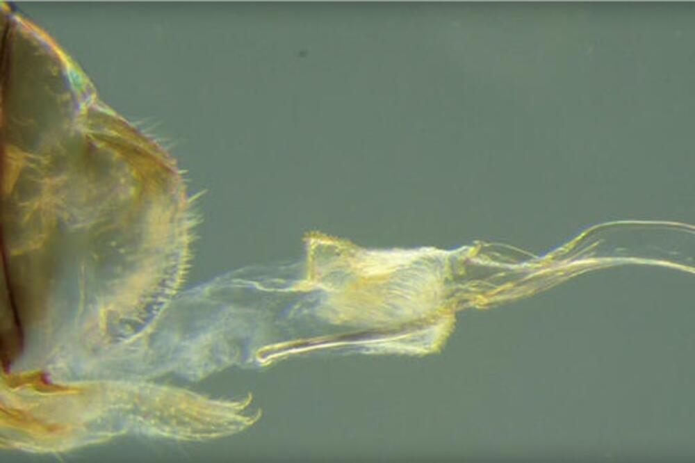 insekat, Foto: Current Biology