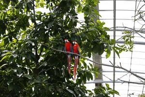Divlji papagaji daju imena sebi i mladuncima