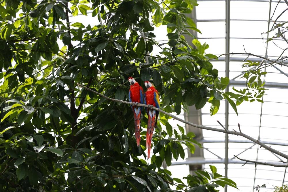 papagaj, Foto: Reuters
