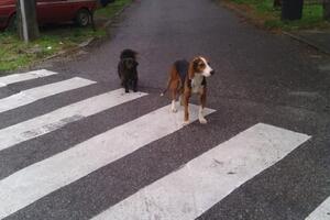 Zlaja i Gumuš opet zajedno, traži se stalan dom za oboje