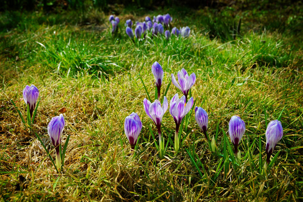 mrazovac, Foto: Shutterstock