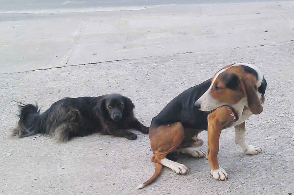 Gumuš i Zlajo, Foto: Privatna arhiva