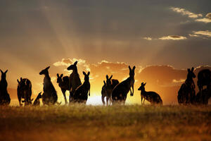Australija: Miroljubivi ljudi i najotrovnija priroda