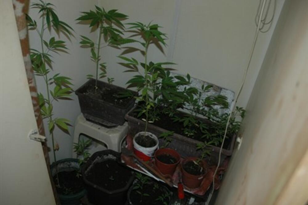 Herceg Novi kanabis stan, Foto: Uprava policije
