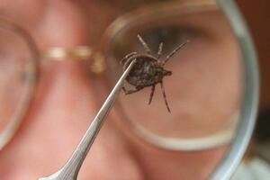 Lani 13 oboljelih od bolesti uzrokovanih ubodima insekata
