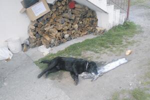 Treći put ove godine otrovani kućni ljubimci Kolašinaca