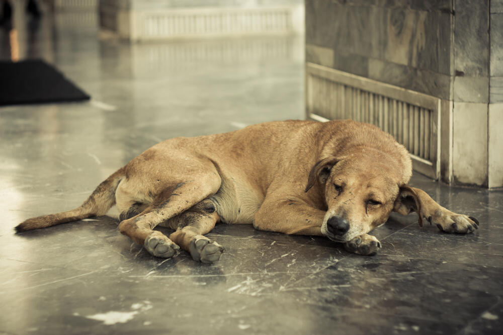napušten pas, Foto: Shutterstock