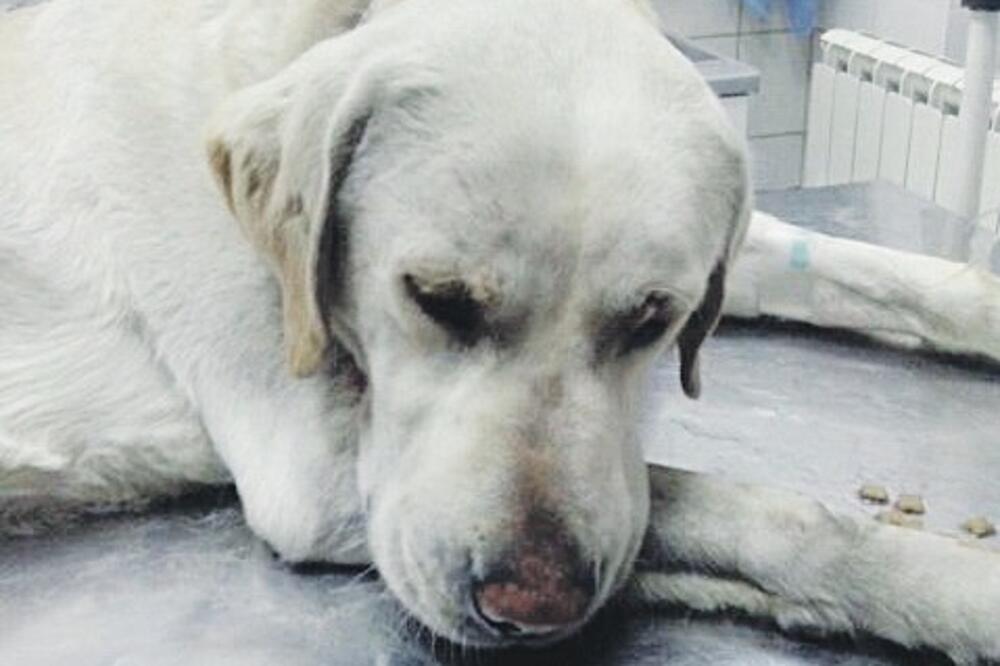 labrador, Foto: Facebook