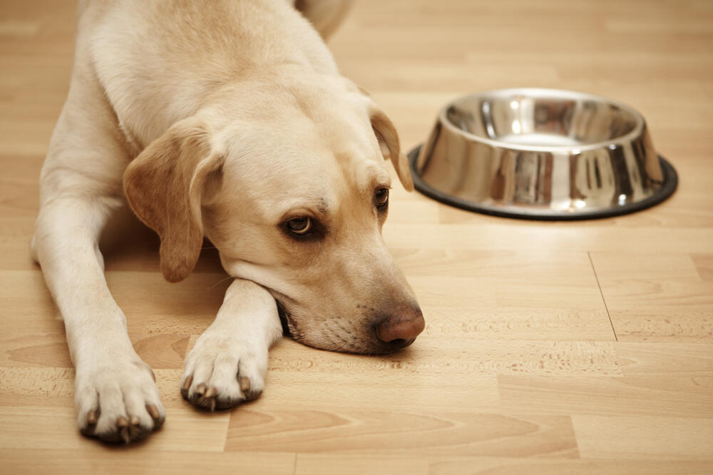 pas, hrana za pse, Foto: Shutterstock