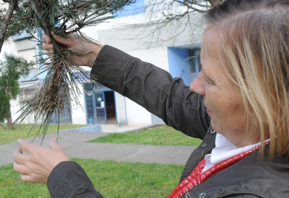 Snežana Hrnčić, četnici, blok 5