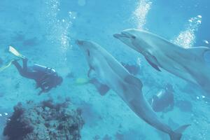 Preregrutovani i ukrajinski delfini