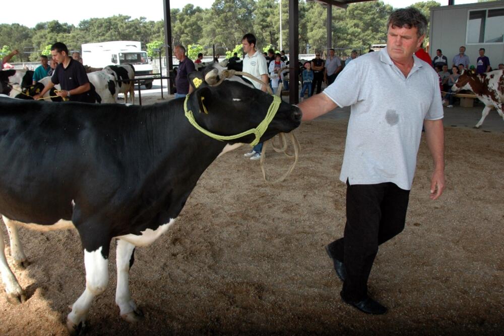 Priplodna stoka, Foto: Luka Zeković