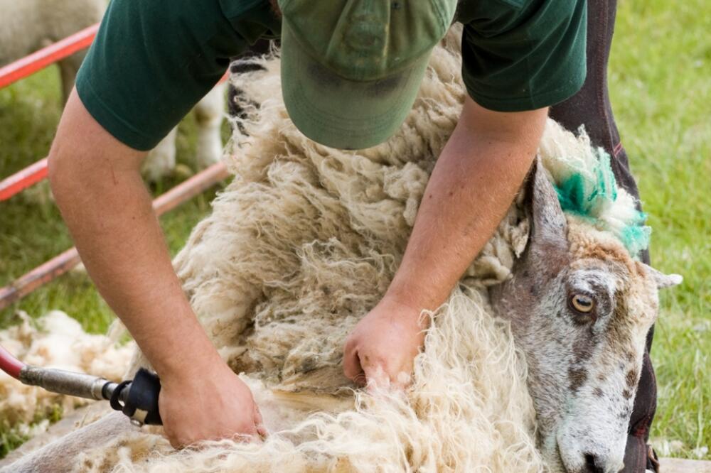 ovca šišanje, Foto: Shutterstock