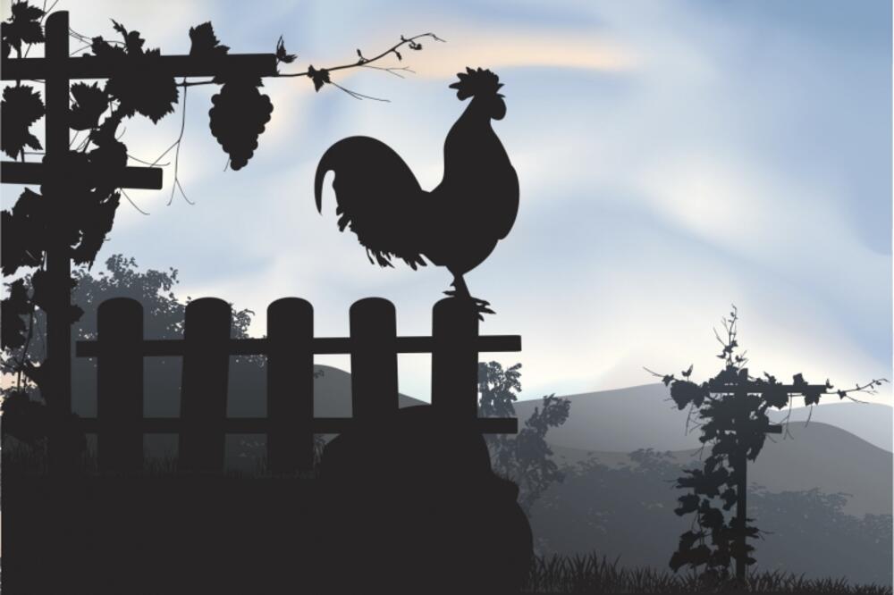 KOKOT, Foto: I.huffpost.com