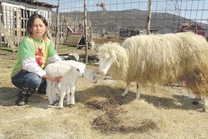 Desetočlanoj porodici odnose ovce i jagnjad