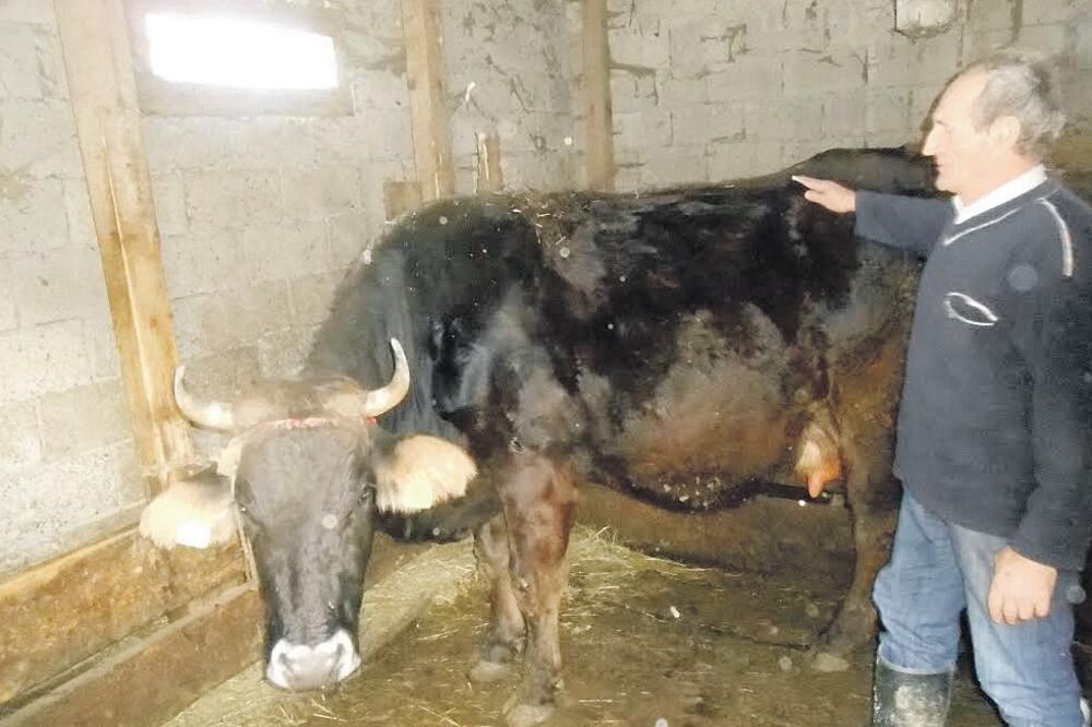 Pero Novaković, Trebaljevo, Foto: Dražen Đurašković