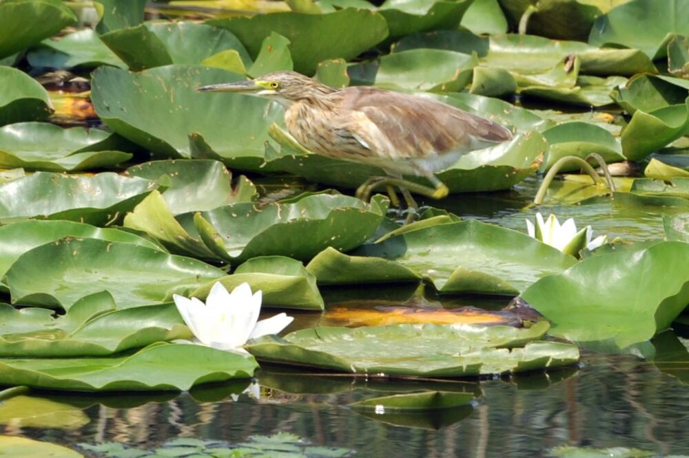 Skadarsko jezero, Foto: Savo Prelević