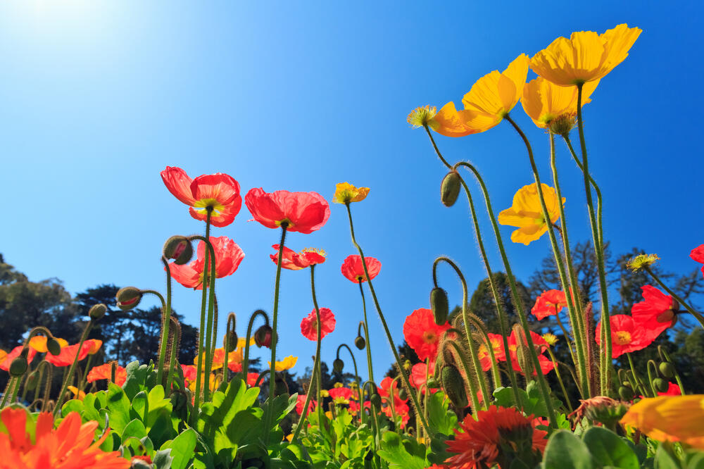 Cvijeće, Foto: Shutterstock